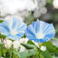 50 Blue & White FLYING Saucers MORNING GLORY Flower Vine Ipomoea Purpurea Seeds
