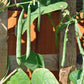 50 FRENCH Blue Lake POLE BEAN Phaseolus Vulgaris Vegetable Seeds