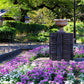1000 FRINGED PINKS DIANTHUS Superbus White Pink Purple Flower Seeds