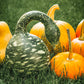 15 GOOSENECK / Bottle / SWAN GOURD Lagenaria Siceraria Vine Seeds