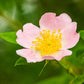 50 Thornless Pink DOG BRIER ROSE Bush Rosa Canina Inermis Victory Garden Fragrant Flower Seeds