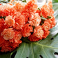 50 ORANGE CARNATION Dianthus Caryophyllus Chabaud Double Flower Seeds
