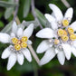 50 EDELWEISS Leontopodium Alpinum White Flower Seeds