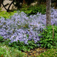 100 HEART LEAVED ASTER Cordifolius Symphyotrichum Blue Wood Aster Flower Seeds