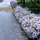 100 HEART LEAVED ASTER Cordifolius Symphyotrichum Blue Wood Aster Flower Seeds