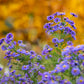 50 Blue RICE BUTTON ASTER Dumosus Flower Seeds
