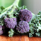 200 PURPLE SPROUTING BROCCOLI Brassica Oleracea Vegetable Seeds