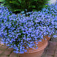 200 CAMBRIDGE BLUE LOBELIA Regatta Erinus Trailing Flower Seeds