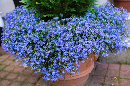 200 CAMBRIDGE BLUE LOBELIA Regatta Erinus Trailing Flower Seeds