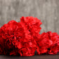 50 SCARLET RED CARNATION Dianthus Caryophyllus Grenadin Double Flower Seeds