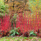 25 FIRE and ICE DOGWOOD Cornus Alba Shrub Tree Variegated Red Bark White Berry & Flower Seeds