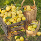 20 COMMON CULINARY QUINCE Fruit Tree Cydonia Oblonga Flowering Shrub Seeds