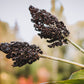 50 Organic BLACK AMBER SORGHUM Sugar Cane Sorghum Bicolor Grain Vegetable Seeds