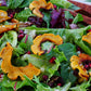 50 DELICATA SQUASH Striped Sweet Potato Cucurbita Pepo Vegetable Seeds