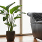 5 GIANT BIRD OF PARADISE Tree Strelitzia Nicolai Wild Banana White Crane Blue Purple Flower Houseplant Seeds