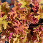 1200 Mixed Colors CORAL BELLS HEUCHERA Shade Flower Seeds