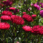 250 Double RED CHINA ASTER Callistephus Chinensis Flower Seeds