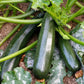 50 BLACK BEAUTY ZUCCHINI Summer Squash Cucurbita Pepo Vegetable Seeds