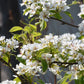 20 SASKATOON SERVICEBERRY aka Western, Pacific, Juneberry, Shadbush Amelanchier Alnifolia Native Edible Purple Berry Fruit White Flower Shrub Seeds