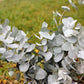 20 SILVER DROP EUCALYPTUS Gunnii Cider Gum Silver Blue Foliage Florist Tree Seeds