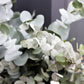20 SILVER DROP EUCALYPTUS Gunnii Cider Gum Silver Blue Foliage Florist Tree Seeds