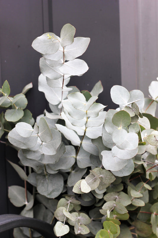 20 SILVER DROP EUCALYPTUS Gunnii Cider Gum Silver Blue Foliage Florist Tree Seeds