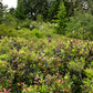 40 SALAL BERRY Gaultheria Shallon Pink White Flowers Blue Fruit Shrub Seeds