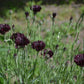 25 Black Garnet BACHELOR'S BUTTON / CORNFLOWER Centaurea Cyanus Flower Seeds