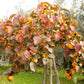 5 JAPANESE PERSIMMON Tree Asian Diospyros Kaki Orange Red Fruit Flower Seeds
