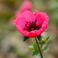 50 NEPAL CINQUEFOIL / POTENTILLA Nepalensis Pink Red Flower Seeds