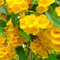 10 TECOMA STANS (Yellow Trumpetbush / Yellow Bells / Yellow Elder / Esperanza) Flower Shrub Bush Seeds
