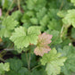 25 FRINGECUP Tellima Grandiflora Odorata Bigflower Fringe Cup Pink Flower Seeds
