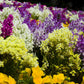 2000 NORTHERN LIGHTS Mix SNAPDRAGON Linaria Maroccana Flower Seeds