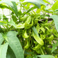 15 CHRISTMAS LIMA BEAN Calico Chestnut Phaseolus Lunatus Legume Vegetable Seeds