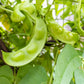 50 BABY LIMA BEAN Phaseolus Lunatus Vegetable Seeds