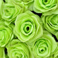 5 GREEN ROSE Rosa Bush Shrub Perennial Flower Seeds