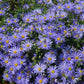 100 HEART LEAVED ASTER Cordifolius Symphyotrichum Blue Wood Aster Flower Seeds