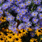 100 HEART LEAVED ASTER Cordifolius Symphyotrichum Blue Wood Aster Flower Seeds