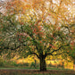 5 HARDY PECAN Tree Carya Illinoinensis King Nut Native Fruit Tree Seeds