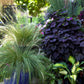 25 MEXICAN FEATHER GRASS Pony Tails Ornamental Stipa Tenuissima Nassella Seeds Wind Whisp