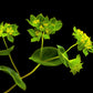 100 GREEN GOLD BUPLEURUM Griffithii Rotundifolium Hares Ear Thoroughwax Flower Seeds