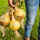 250 Sweet WALLA WALLA ONION Allium Cepa Vegetable Seeds