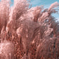 200 Ornamental PINK PAMPAS GRASS Cortaderia Selloana Rosea Seeds