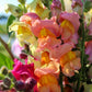 2000 SNAPDRAGON CORONA MIX Antirrhinum Majus Flower Seeds
