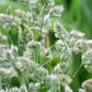 3000 QUICKDRAW ORCHARDGRASS Cat Grass Petgrass Cocksfoot Cool-Season Sun or Shade Dactylis GlomerataPerennial Bunchgrass Quick Draw Grass Seeds