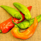 300 ANAHEIM CHILI PEPPER (New Mexico Chili Pepper) Capsicum Annuum Vegetable Seeds