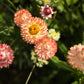 100 APRICOT & PEACH STRAWFLOWER Organic Mix Coral Paper Daisy Helichrysum Xerochrysum Bracteatum Flower Seeds