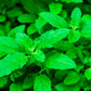 500 CLOVE BASIL Ocimum Basilicum Herb Flower Seeds
