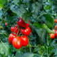 50 Organic AMISH PASTE TOMATO Red Heirloom Roma Type Lycopersicon Fruit Vegetable Seeds