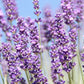 500 True ENGLISH LAVENDER VERA Lavandula Angustifolia Vera Herb Purple Flower Seeds